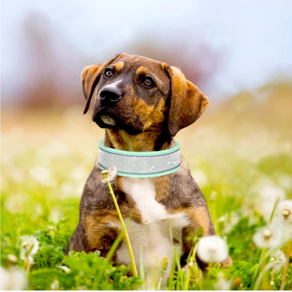 Bling rhinestones dog collar - Picture 3 of 8